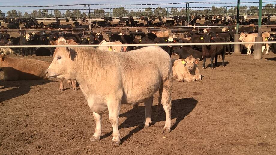 GOOD GROWTH RATES: One of the steers that was custom fed through a feedlot at Coonamble.