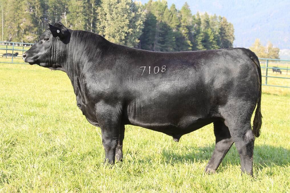 IN DEMAND: Montana Elevation 7108 is a well-balanced bull for type and performance, and has been a popular semen sire through Semex. 