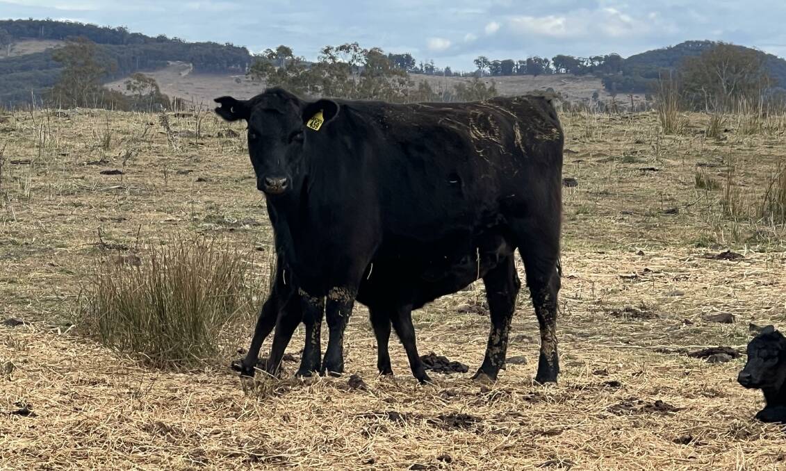 Angus bulls from Maxwellton, Kogo, Tandara and Huntington Park studs have been used in the herd.