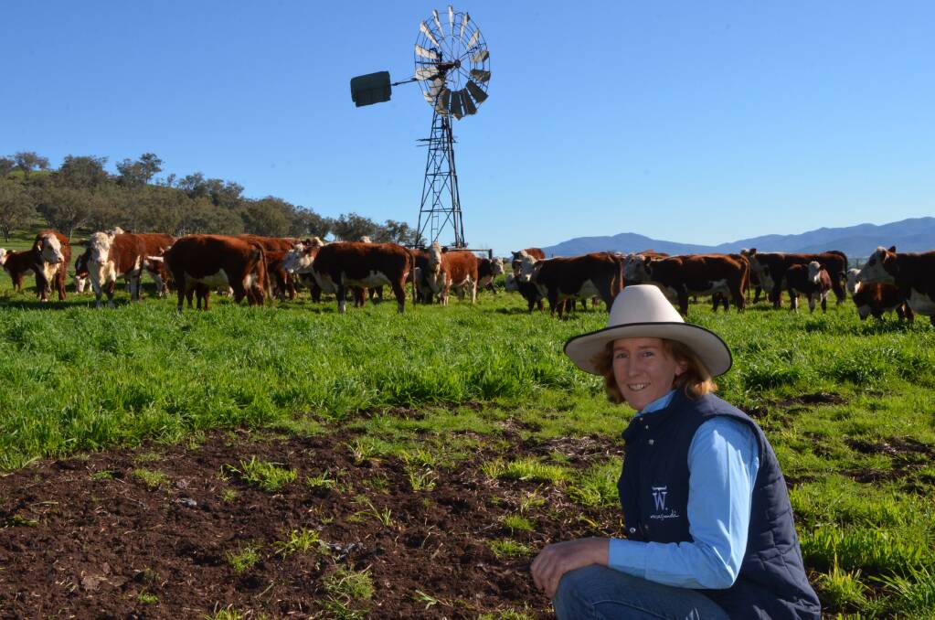 Debbie Kelley with some of her Hereford cattle at "Warragundi West", Currabubula.