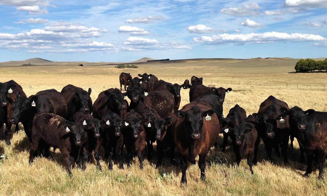 ANGUS: Being able to produce bulls suited to a range of markets and climates has resulted in high demand for Hazeldean genetics.