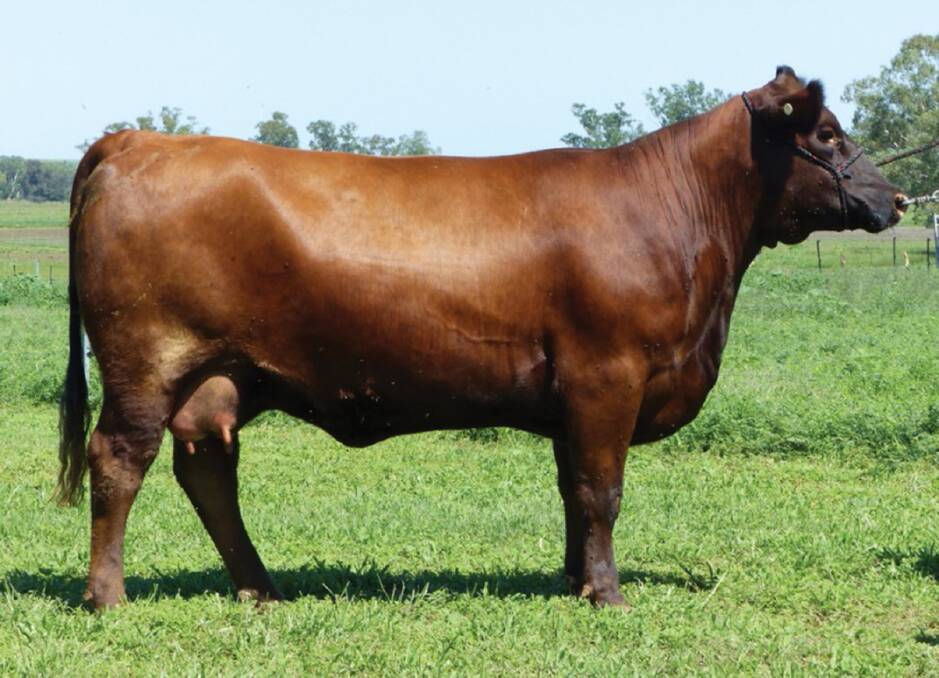 2020 SALE TOPPER: Goonoo Red Nature, who sold for $12,500 to Auther at the Red Reflections III sale.