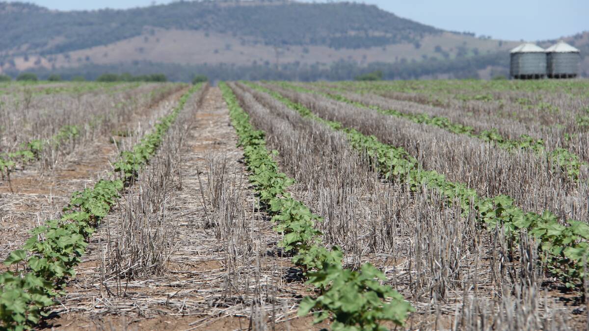Cotton in the Namoi Valley.