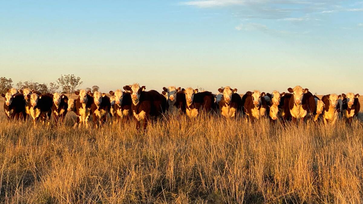PRODUCTIVE, PROFITABLE CATTLE: Devon Court's 2020-drop heifers which will be joined in November.