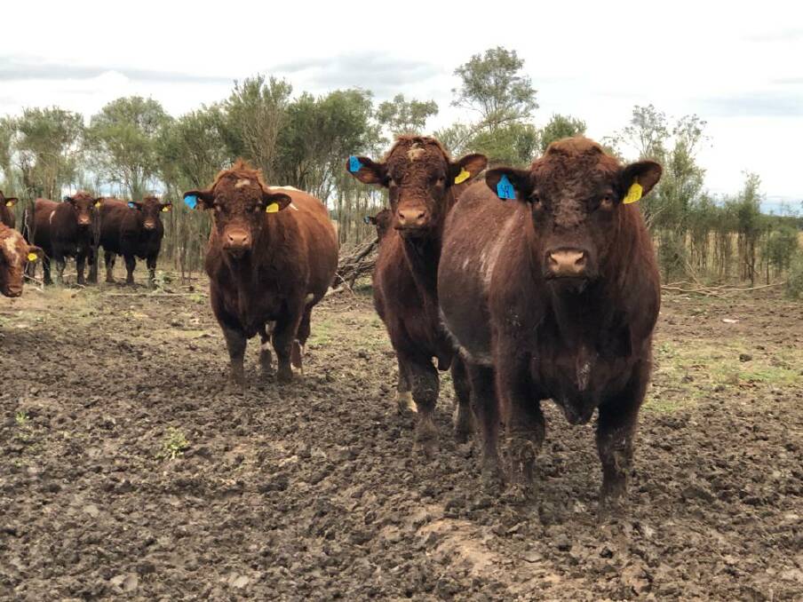 This year the Munro family will hold its 53rd bull sale, offering 52 commercially-focused Shorthorn bulls.