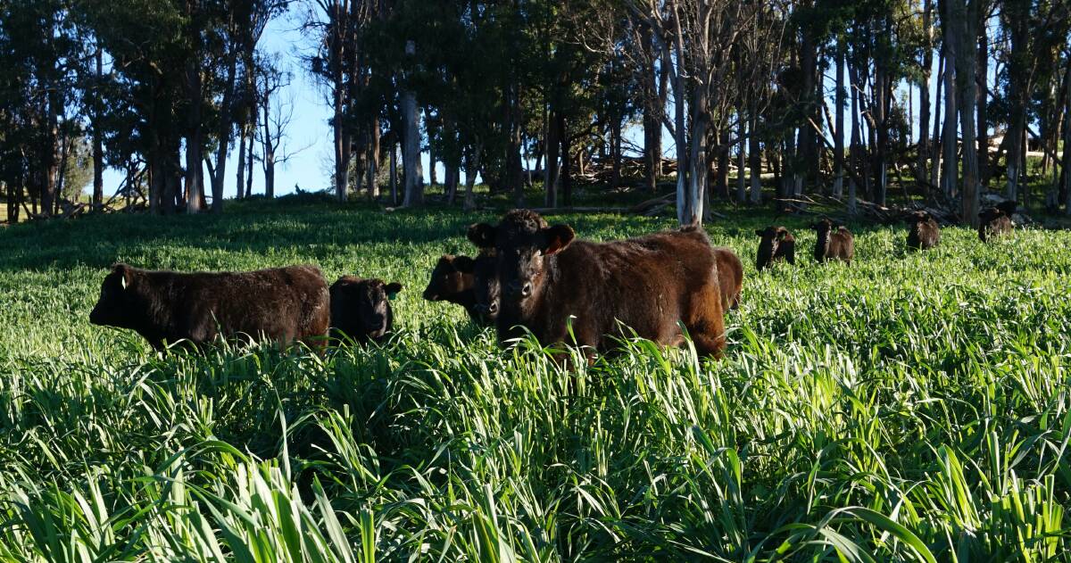 DATA FOCUS: Damien Curr has been using Rocala Wagyu genetics for the past three years. 