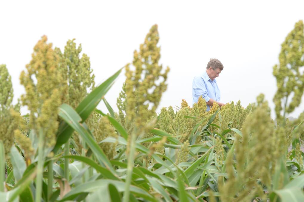 Time is running out for many Central Queensland farmers to plant sorghum and

GRAINS UPDATE: Time is running out for many Central Queensland farmers to plant sorghum and lack of soil moisture is limiting planting in northern NSW.
