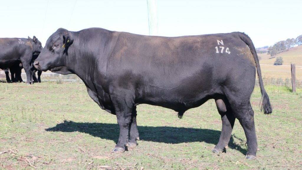 Sugarloaf Harvestor, who will be on display along with other sale bulls, at Sugarloaf Angus.