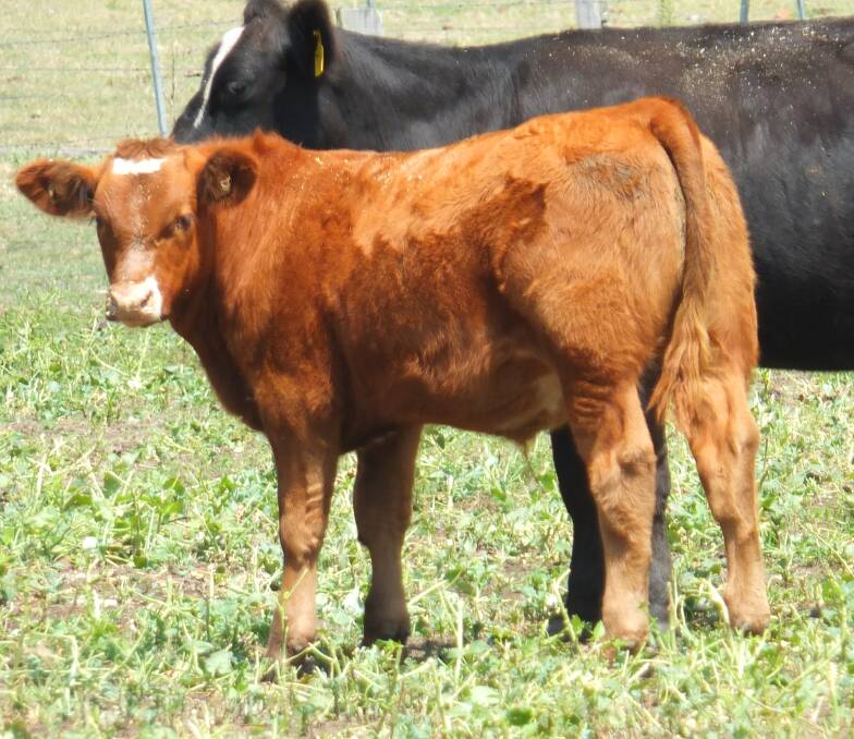POTENTIAL FOR THE SHOW RING: One of the steers to be offered by Smithston farms at this year's Glen Innes Potential Show Steer Sale.
