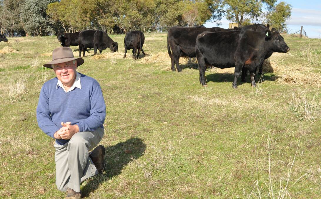Commercial and stud breeder Frank Sorraghan with some of his Angus cattle. Mr Sorraghan has been a client of the RAS Angus sale for many years, usually buying one or two bulls each year.