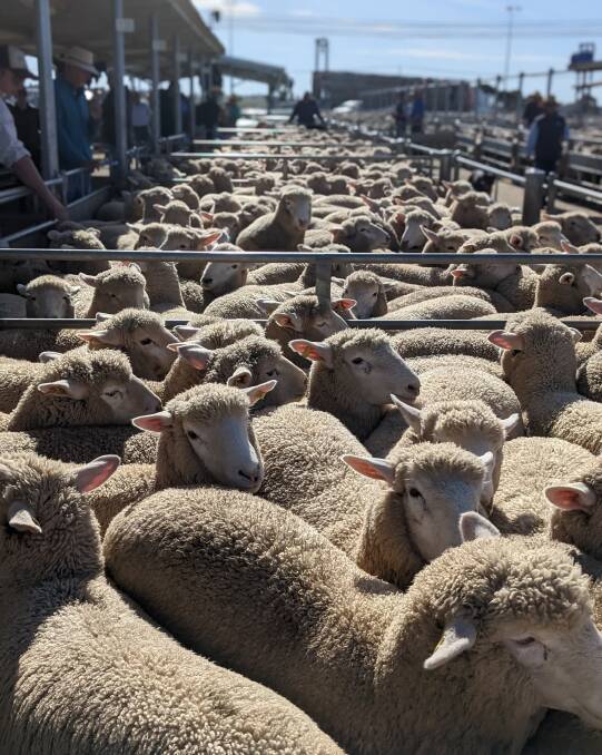 CONSISTENT PRODUCT, CONSISTENT PRICES: Poll Dorset-sired ewes made $476 a head last year and heavy lambs reached $380.