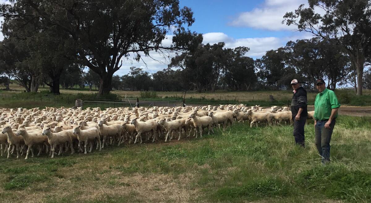 High demand for Brien ewes at Wellington
