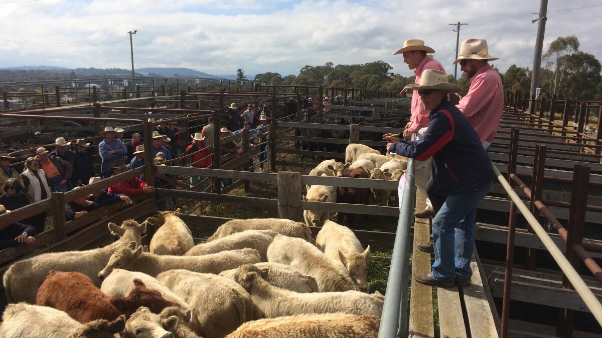 Elders Walcha agents selling at the sale on May 3.