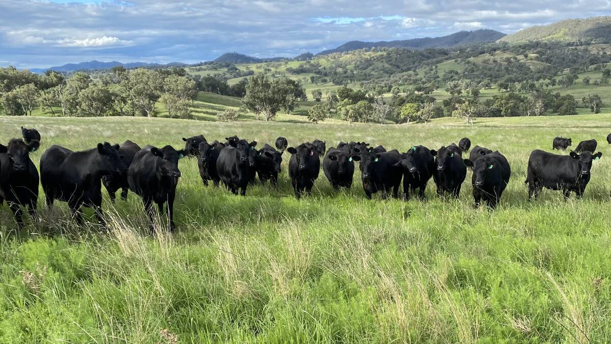 The Middlebrook Park herd is based on genetics used in the Zeal Angus stud, and the team is using Ben Nevis genetics to lift carcase quality.