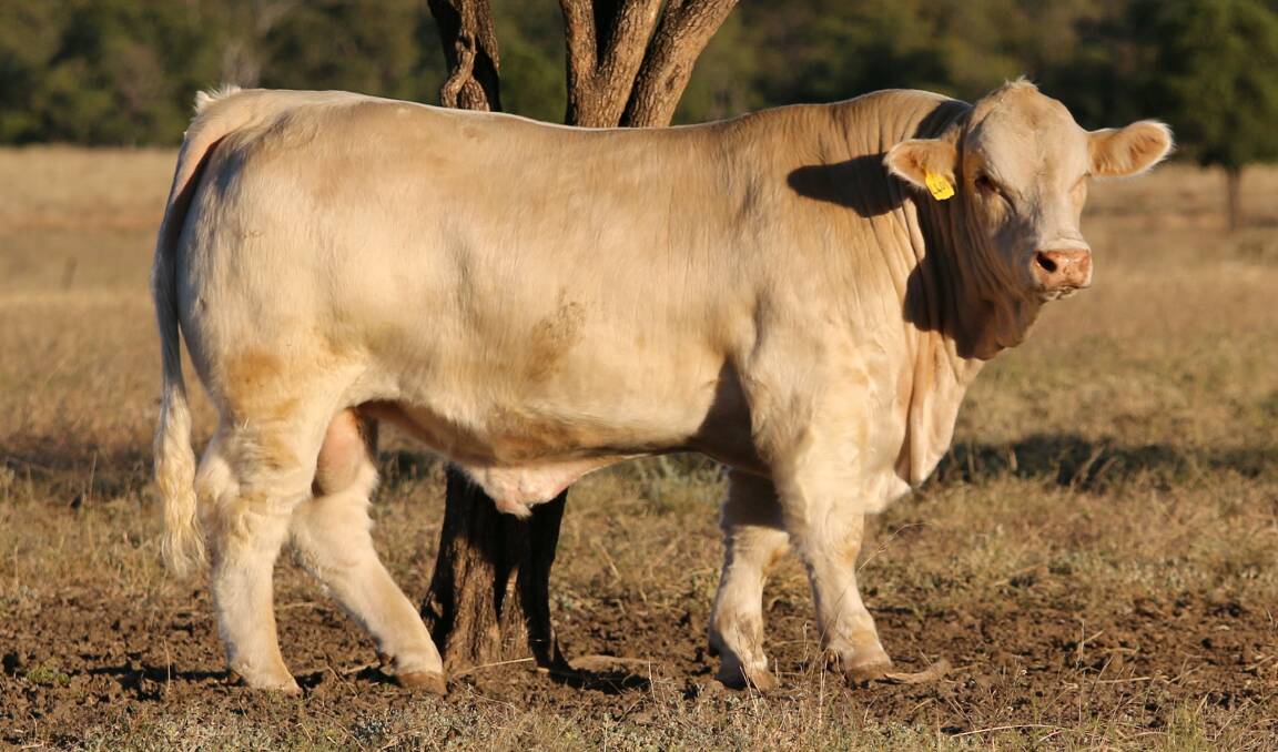 Stud sire Moongool Lunar Rise, who has sons in the 4 Ways Charolais draft on September 4. Lunar Rise was purchased for $83,000 in 2017, the then record for a Charolais bull at auction in Australia. Picture supplied