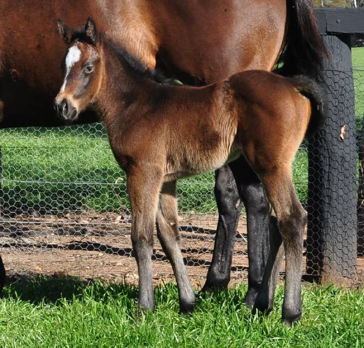 The Merchant Navy-Santuzza Filly born last month at Coolmore Stud. 