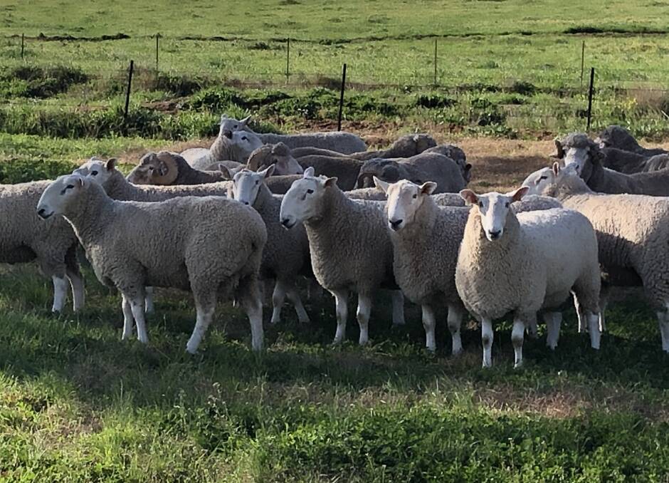 FIRST-CROSS FAT LAMBS, EWE PRODUCTION: Mr Duff has been using North South genetics in his flock at Yackerboon for the past four years.
