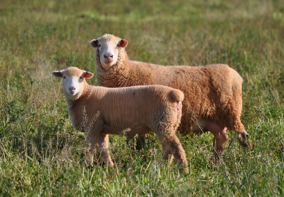 BREED ANALYSIS: A nine-week-old lamb, bred as part of the Bowan Park Poll Dorset progeny trial. 