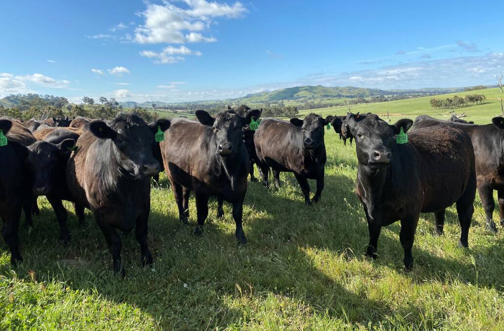 YOUNG BREEDERS: Two-year-old heifers that are due to start calving in February.