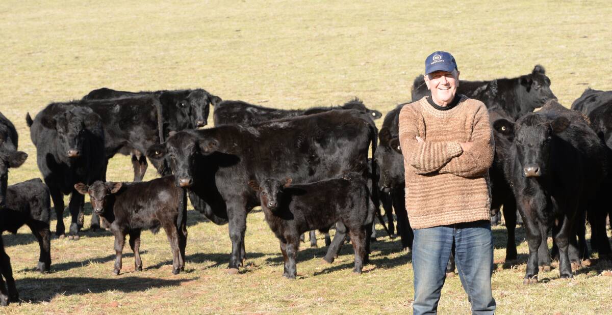PERFECT MIX: Bob Meyenn, Sherborne, Springside, with two-year-old Santa Gertrudis/Angus-cross heifers and their maiden calves. Photo: Rachael Webb