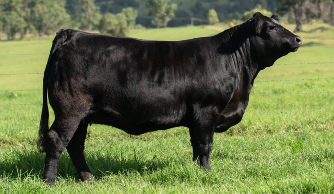 EXCEPTIONAL GENETICS: The 2020 Limousin National Show and Sale supreme exhibit, Warrigal Pillow Talk P19, who went on to make $14,000 in the sale. The sale will be run online for the second time. 
