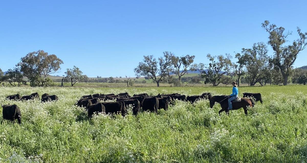 Abby Stevenson moving cattle at Middlebrook Park. The property has undergone big improvements in recent years, with new fencing, water infrastructure and better pasture management.