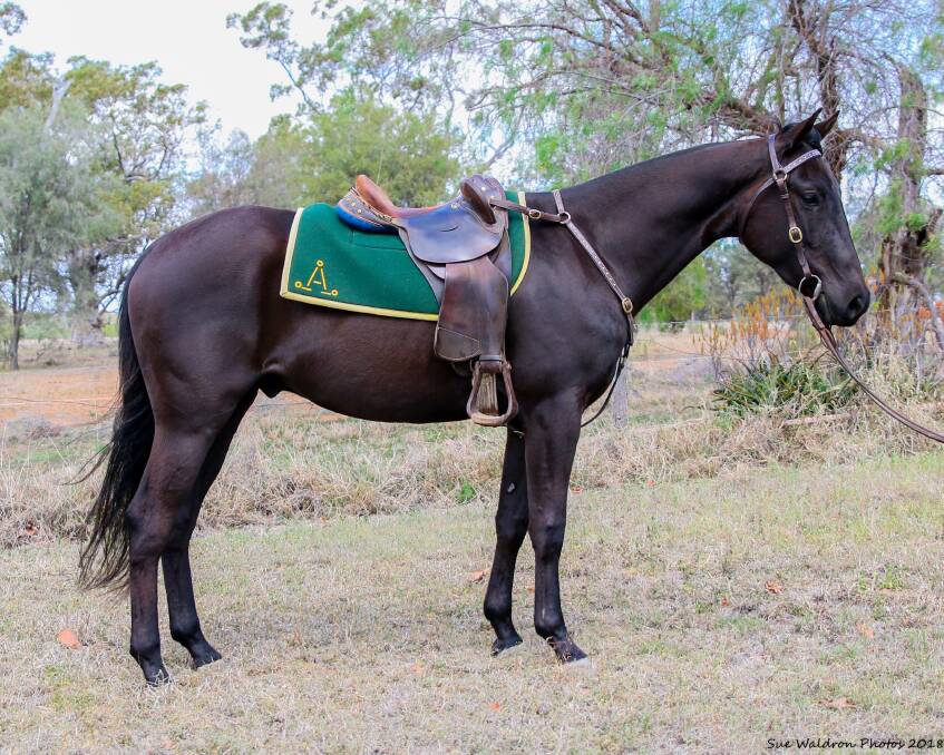 LOT 128: Three-year-old gelding Waldrons Dundee, by Silky Dynasty from Gatton UQ Destiny.