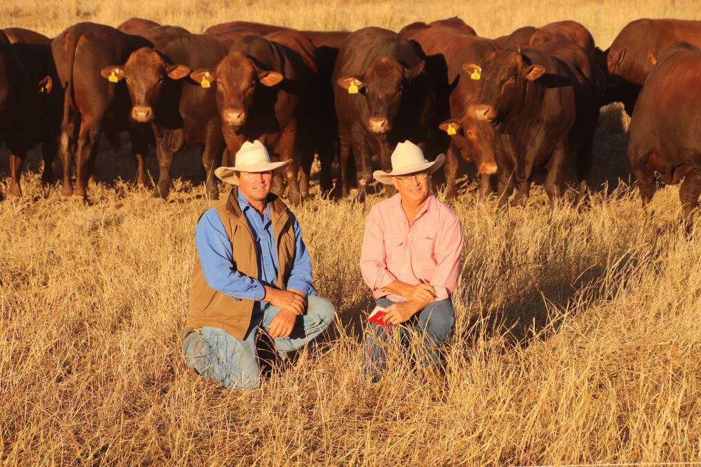 Seifert Belmont Reds stud principal Ian Stark and Elders agent Robert Murray with the 2020 sale bulls, available in the July 30 sale, on property and via AuctionsPlus.