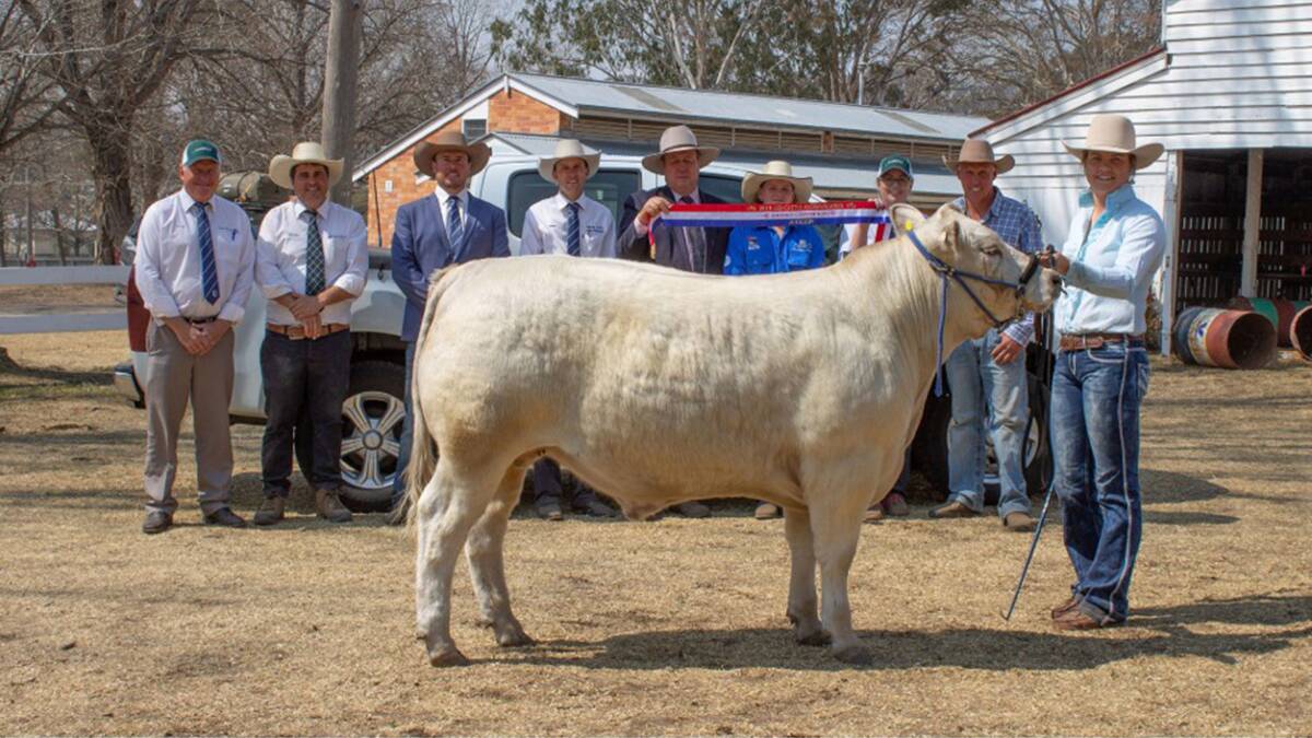 2019 SUPREME EXHIBIT: Caity Porter with the champion middleweight steer, which also took out supreme exhibit at last year's Led Steer Extravaganza. 