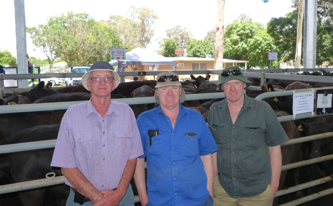 Jeff Walls with his sons Simon and Richard at the Euroa, Victoria, weaner sale in December, where their steers ranged from $1120 to $1280. Photo by Peter Kostos