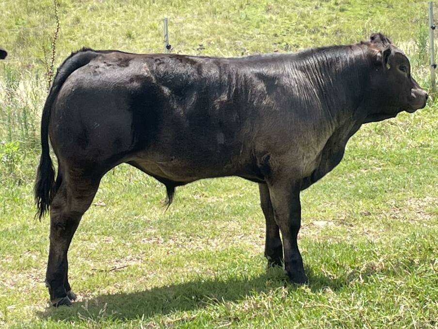 LENGTH AND DEPTH: One of two purebred Limousin steers bred by Garry and Jennifer Fletcher.