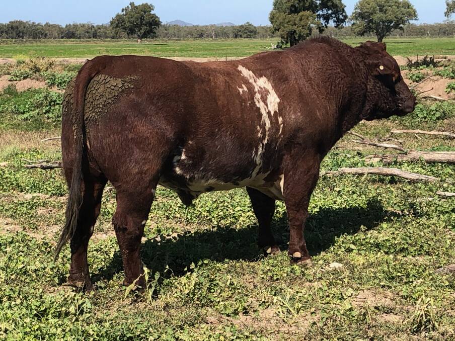 Weebollabolla Lignum L14, one of the many bulls purchased by long-time commercial client Chris Francis, Gobothery, Forbes, who is impressed with their longevity. 