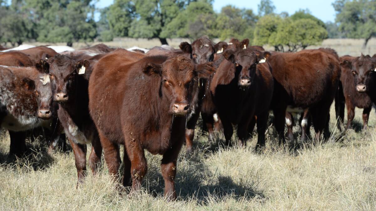 INCREASING UPTAKE OF GENOMICS: A collaborative agreement has been reached between Shorthorn Beef and Neogen Australasia, called the Moove Program.