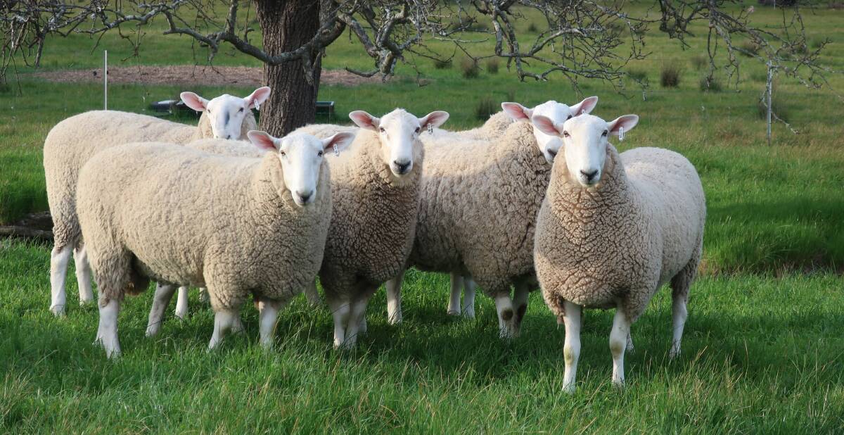LIFTING PRODUCTION: SuperBorders members have been fielding good enquiry from sheep producers around upcoming ram sales. 