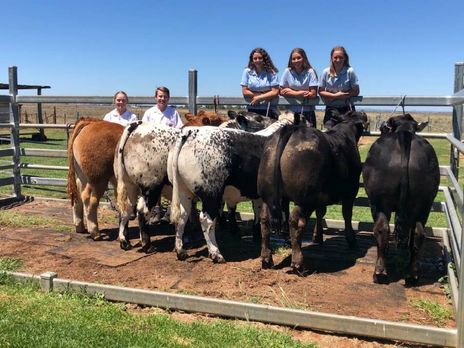 SHOW SUCCESS: St Johns students Jasmin Kay, Laughlin Wiltshire, Hayley Condon, Mia Rae and Jorgia Mealey with some of their school steers.