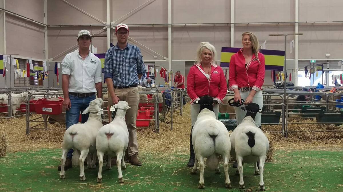SHOW SUCCESS: The Dorper and White Dorper interbreed groups at the 2018 Sydney Royal Easter Show, both from Nomuula stud, Moonbi. Pictured are David Sandell, Corey Tubnor, Cherilyn Lowe and Joanna Dixon.
