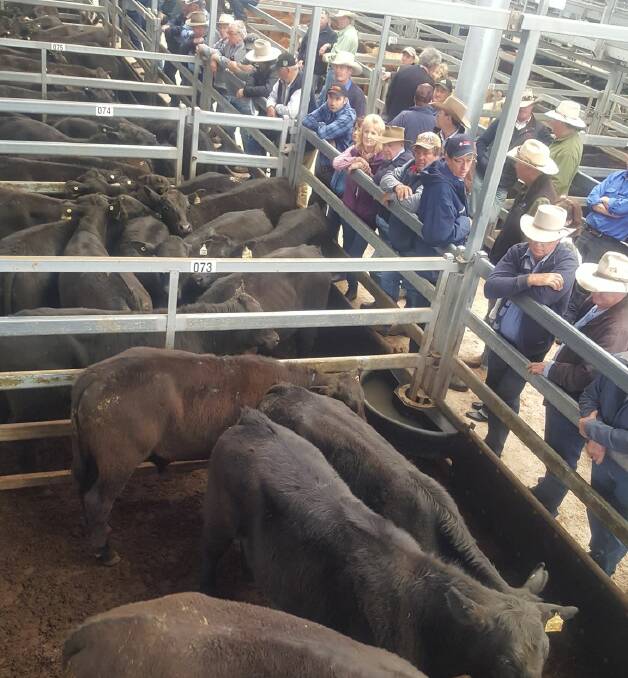 Angus and Angus/Santa Gertrudis steers from Muliana Pastoral Company topped at $1410. Photos by Michelle Mawhinney.