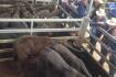 Tamworth cows to $2850 top