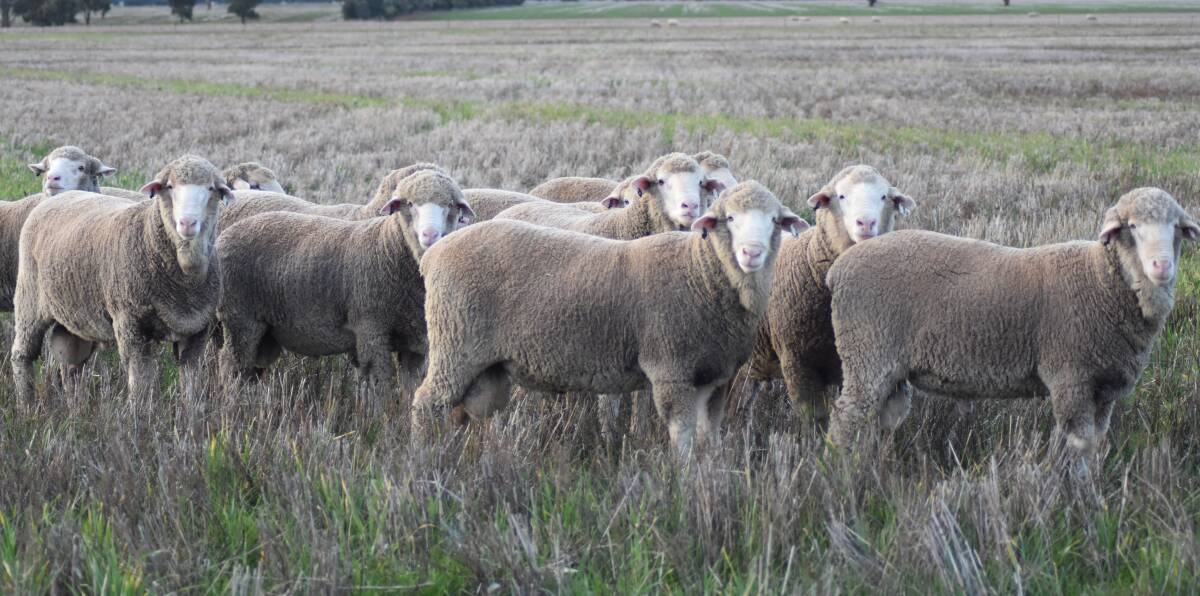 SALE RAMS: Trigger Vale Merino stud will offer 150 Poll Merino rams in its September 7 sale. Some of the sale rams will be on show at the field day.