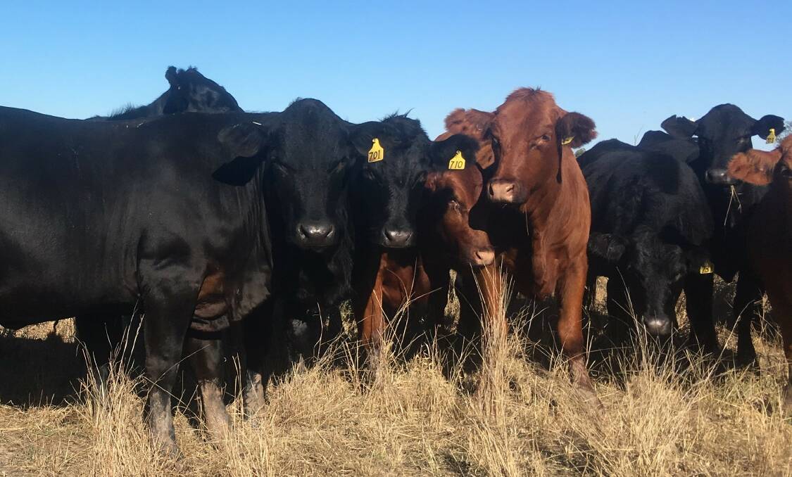 CROSSBREEDING: Some of the Lithgow family's heifers at Chinchilla.
