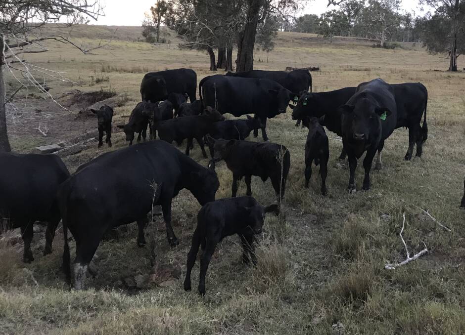 FOCUS ON MATERNAL TRAITS: Maiden heifers with their first calves.