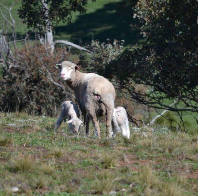 A ewe with twin lambs.