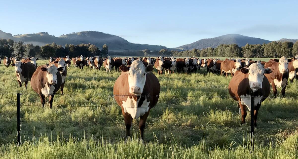 FOCUS ON FERTILITY: Wirruna-blood Hereford breeders at Michael Coughlan's Holbrook property.