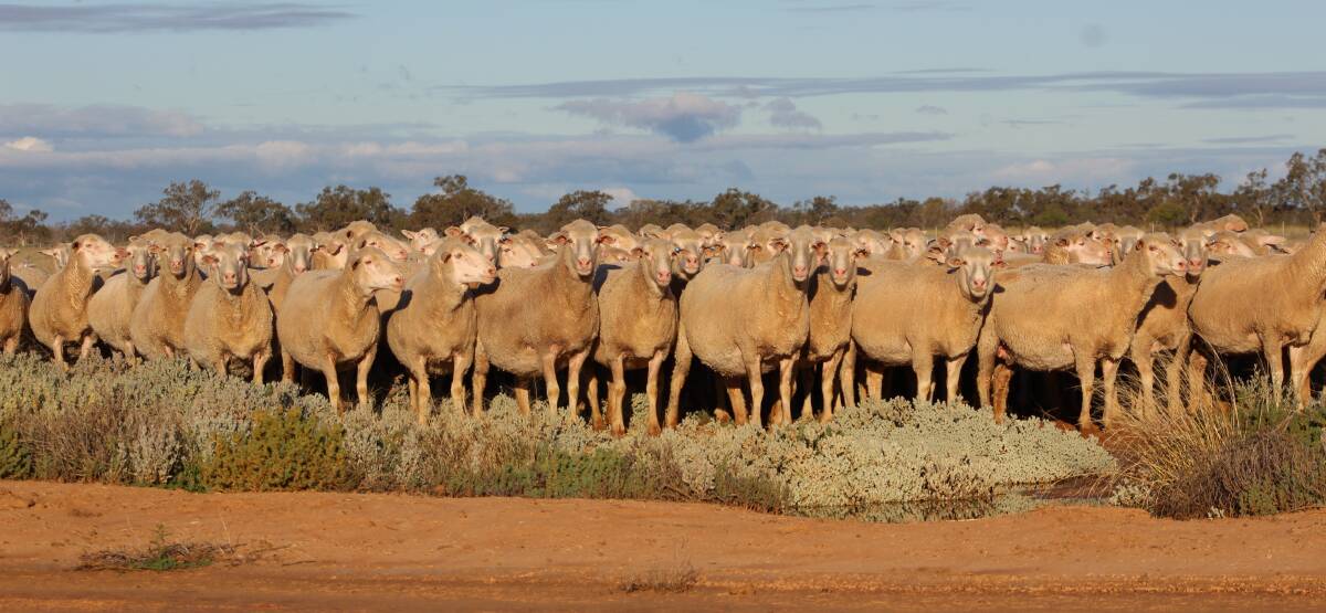 FERTILITY BOOST: Outback clients are reporting stronger lambing percentages.
