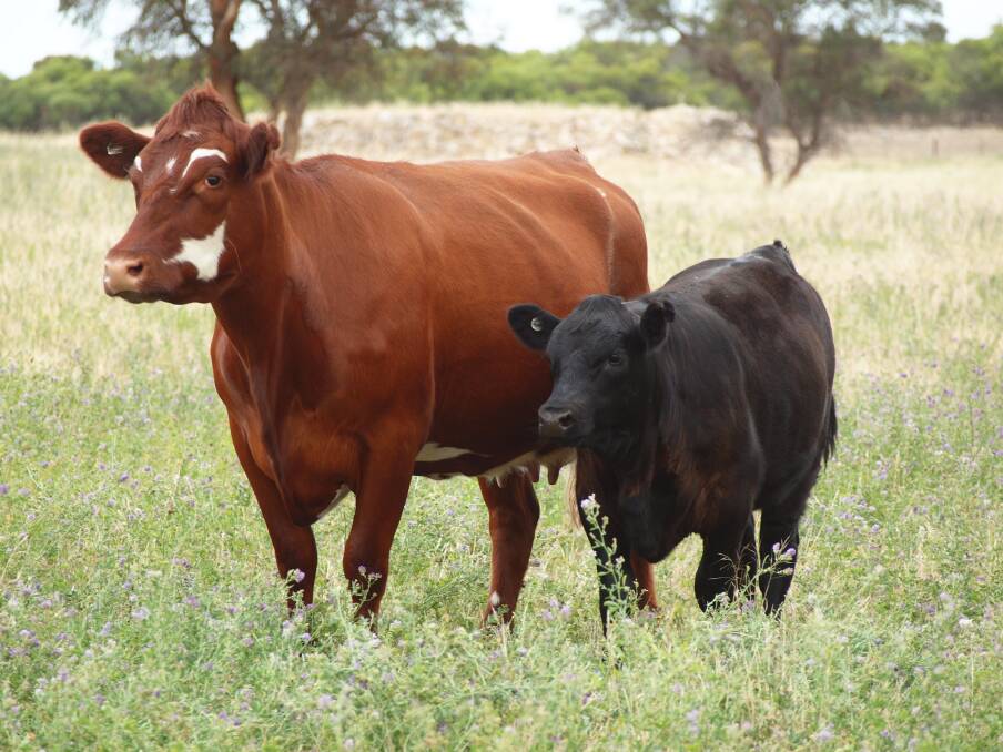 MATERNAL INSTINCTS: Half of the Shorthorn breeders are joined to a Simmental bull to produce first-cross heifers that are then joined to Angus bulls.