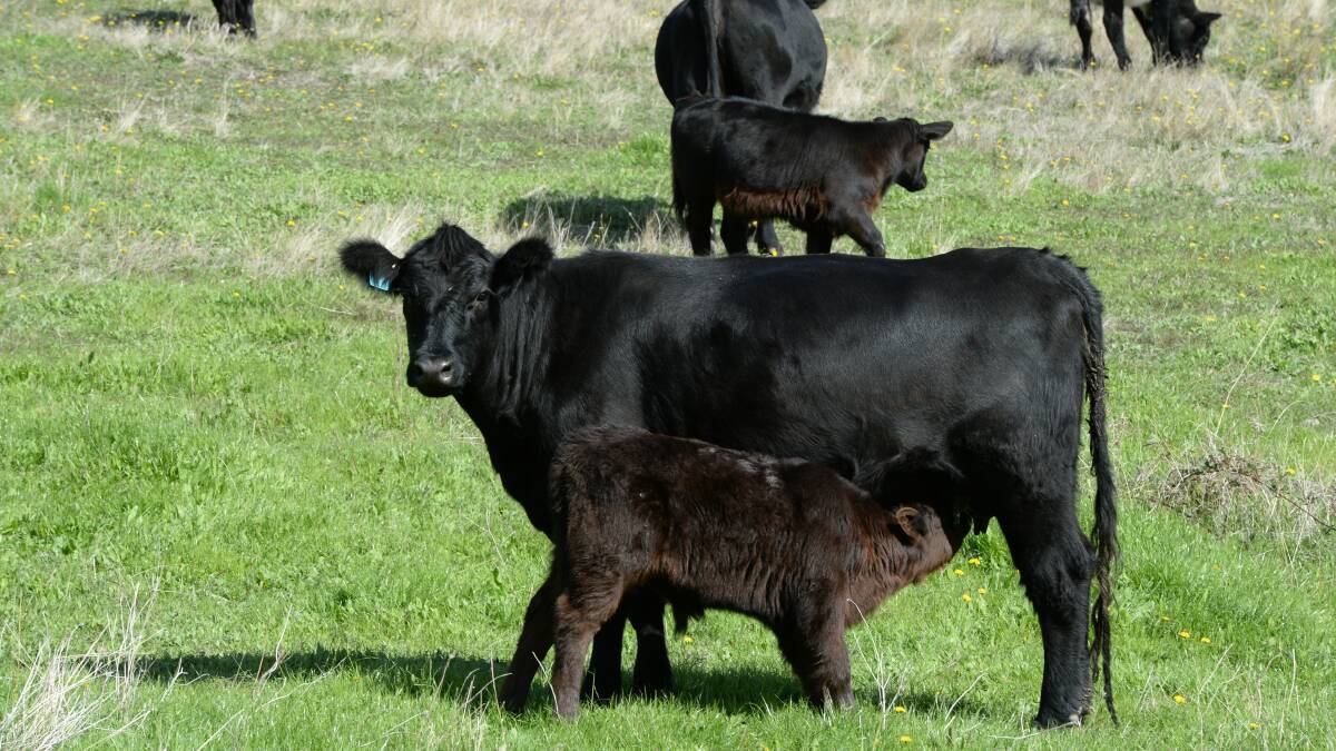 Angus bulls are used over Shorthorn and Angus/Shorthorn females.