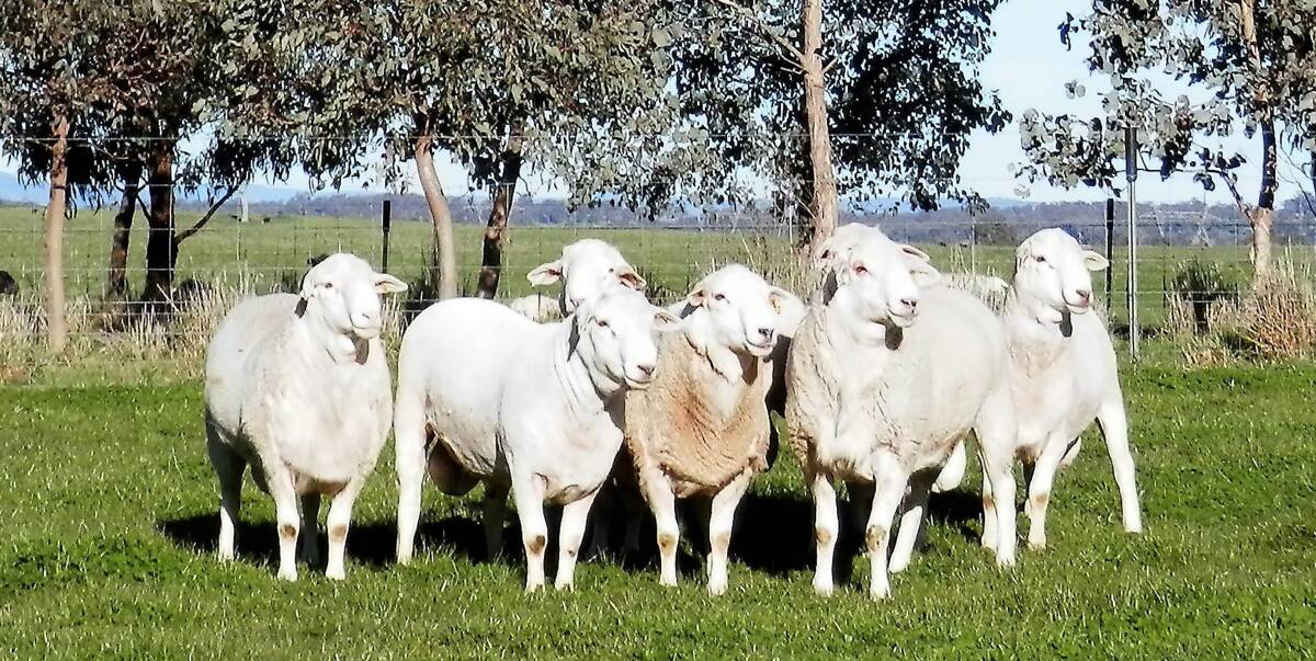 Tony and Dawn Schiller have been using Aussie White rams from Kalnari stud at Tarcutta for the past five years.