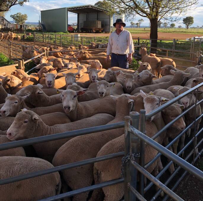 WELL-STRUCTURED SHEEP: Harold Baker has always bred his own first-cross ewes, and has used Talbragar genetics for the past five years. 