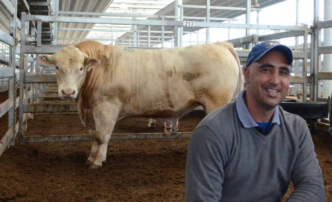 HERO SIRES: Louie Franco, Caloona Park, has the most bulls in the sale,with 20 bulls. Sires include Caloona Park Hero, Airlie Farlane and Caloona Park Gladiator.