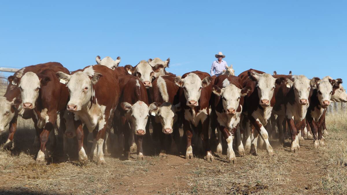 The Herd of Hope is currently stopped on the Stockwell property of Farmer Johns owners Marlene and Greg Schubert ahead of the next leg of its journey. Photo: Carla Wiese-Smith